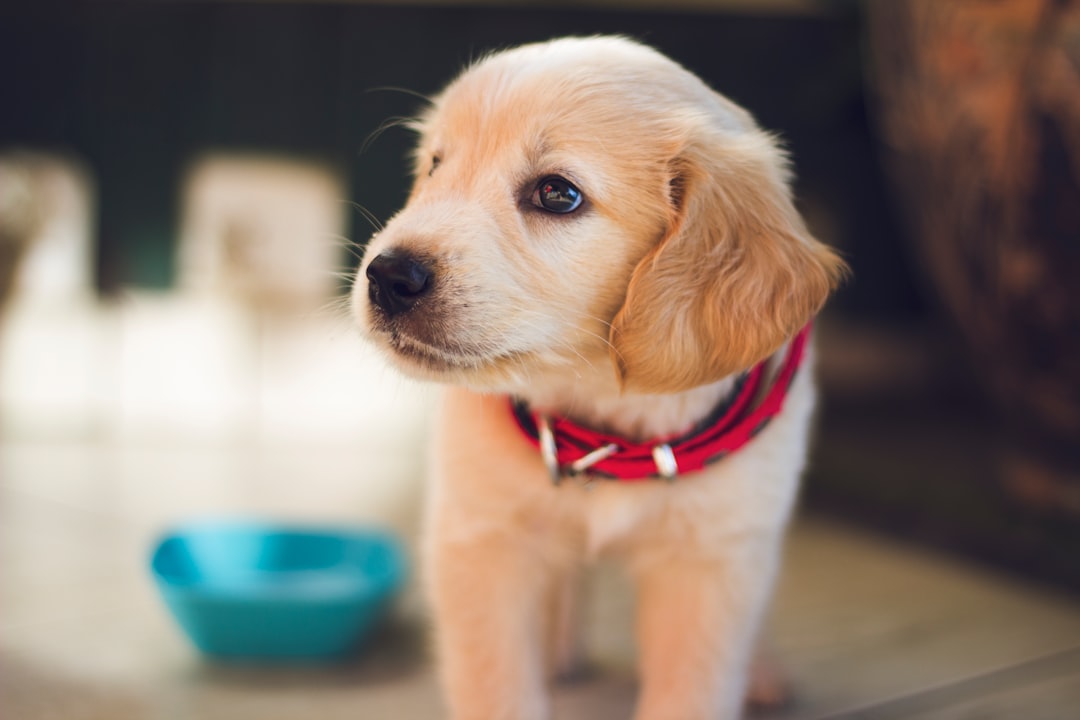 Photo Beaglier Dog breed